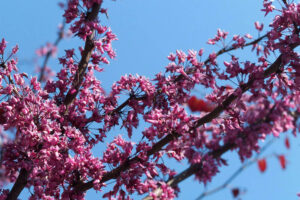 The Parke Company landscaping services on flowers