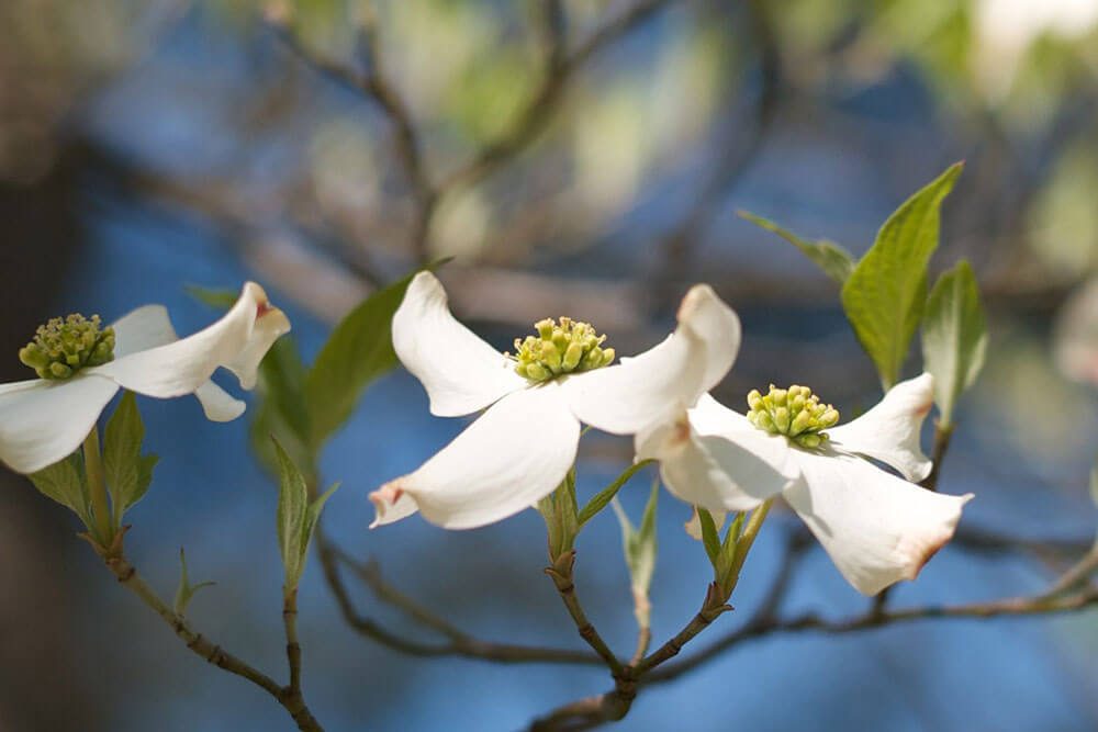 The Parke Company landscaping with a dogwood flower
