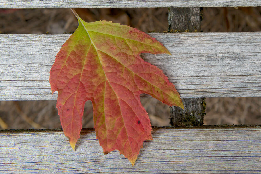 Fall leaf in The Parke Company landscaping