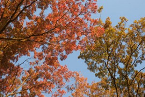 Reuse fall leaves