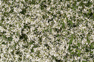 Flowers in The Parke Company's fall landscaping