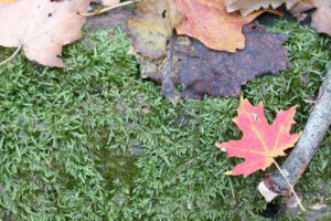 Colorful leaves on top of grass.