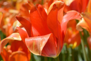The Parke Company planting flowers for spring