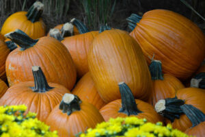 The Parke Company harvesting pumpkins for halloween