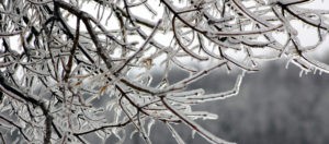 tree branch iced over