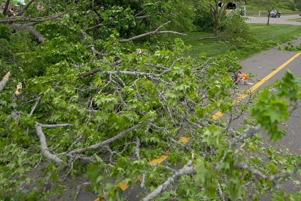 Tree fallen in Nashville