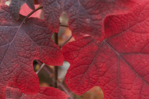 Red leaves in the fall