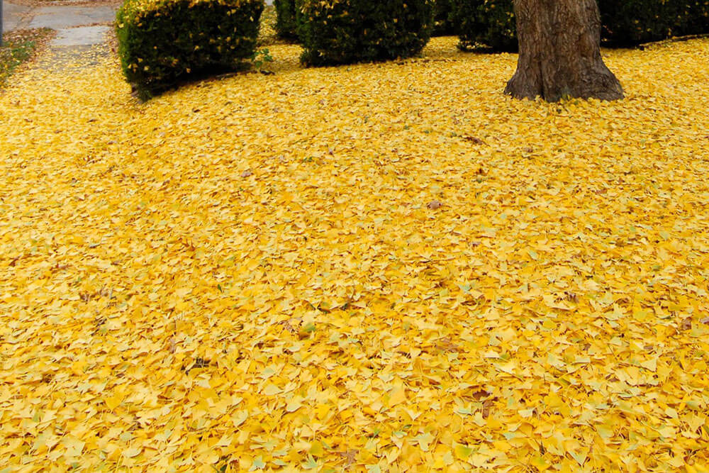 Yellow leaves fallen from a tree