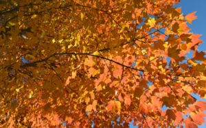 orange tree leaves in sun