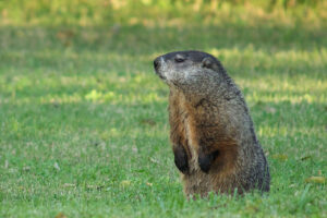 Groundhog outside in spring
