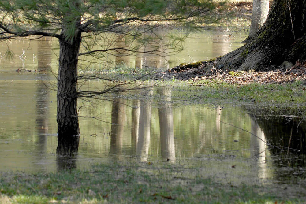 Trees with flooding around them