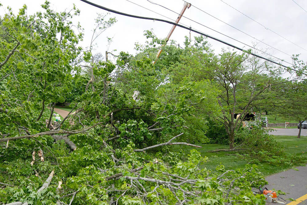 Fallen tree on a power line in Nashville