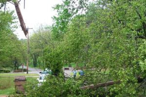 Tree fallen from storm damage