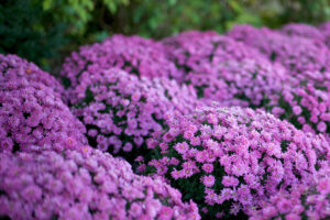 Garden of purple flowers in Nashville