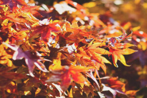 Orange leaves on the ground