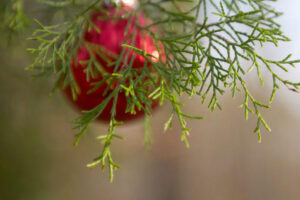 Christmas ornament on a tree