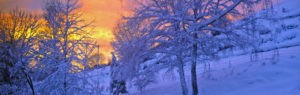 winter sunset and snowy trees