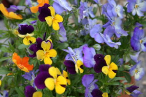 yellow and purple pansies