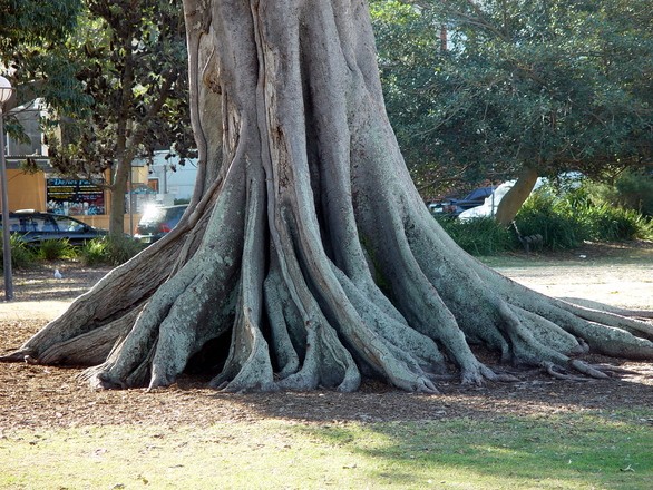 Trunk of a large healthy tree