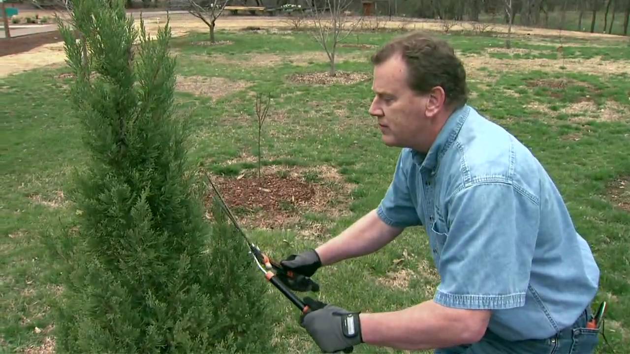 The Parke Company landscaper pruning an evergreen tree