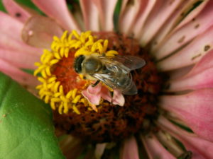 Bee sitting on a leaf in a lawn