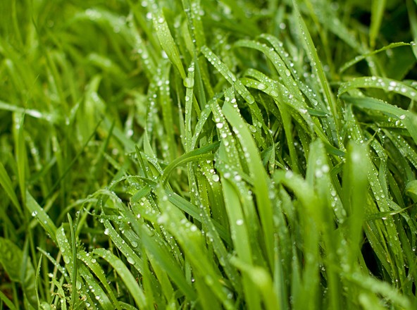 grass with dew
