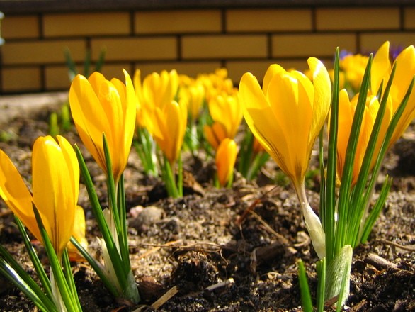 Yellow tulips growing in a Nashville lawn