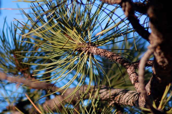 the-parke-company-pine-needles-tree-maintenance