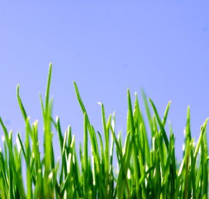green grass closeup photo