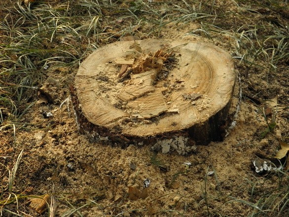 Tree stump after tree removal