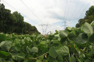 A patch of weeds in a field