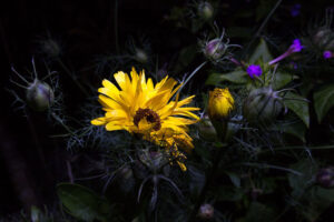 Sunflower in the shade