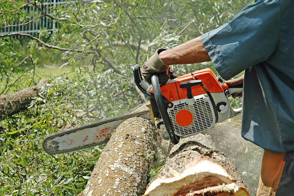 Chainsaw cutting a tree stump
