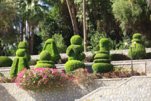 Freshly trimmed bushes
