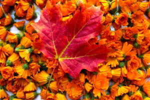 Pile of red fall leaves