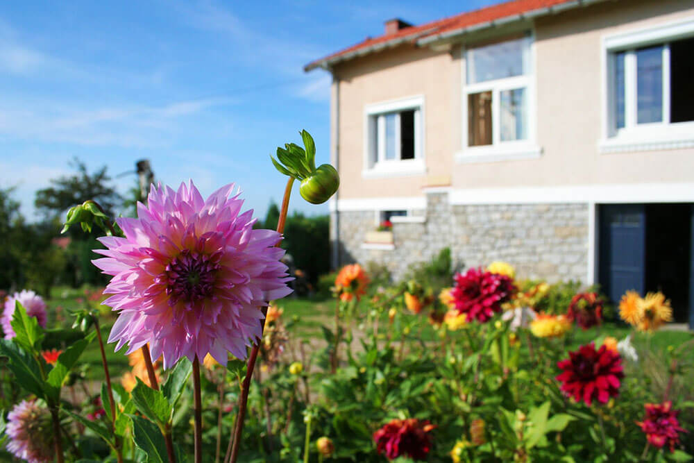 Flowers outside of a house