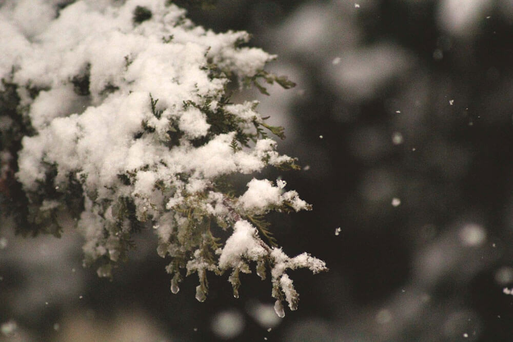 Snow on a tree branch