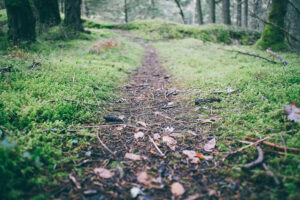 Fresh debris on a trail