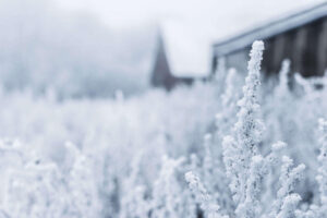 Snow on grass