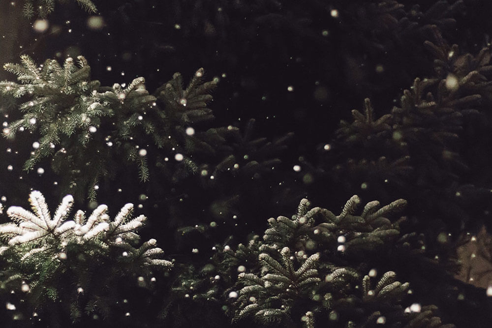 Snow falling on evergreen trees