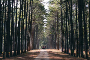Pine straw as mulch around a tree line