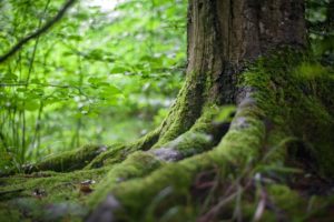 Mossy Tree