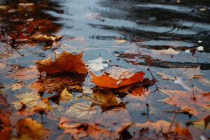 Leaves sitting on resting water