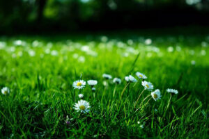 Weeds sprouting in a lawn