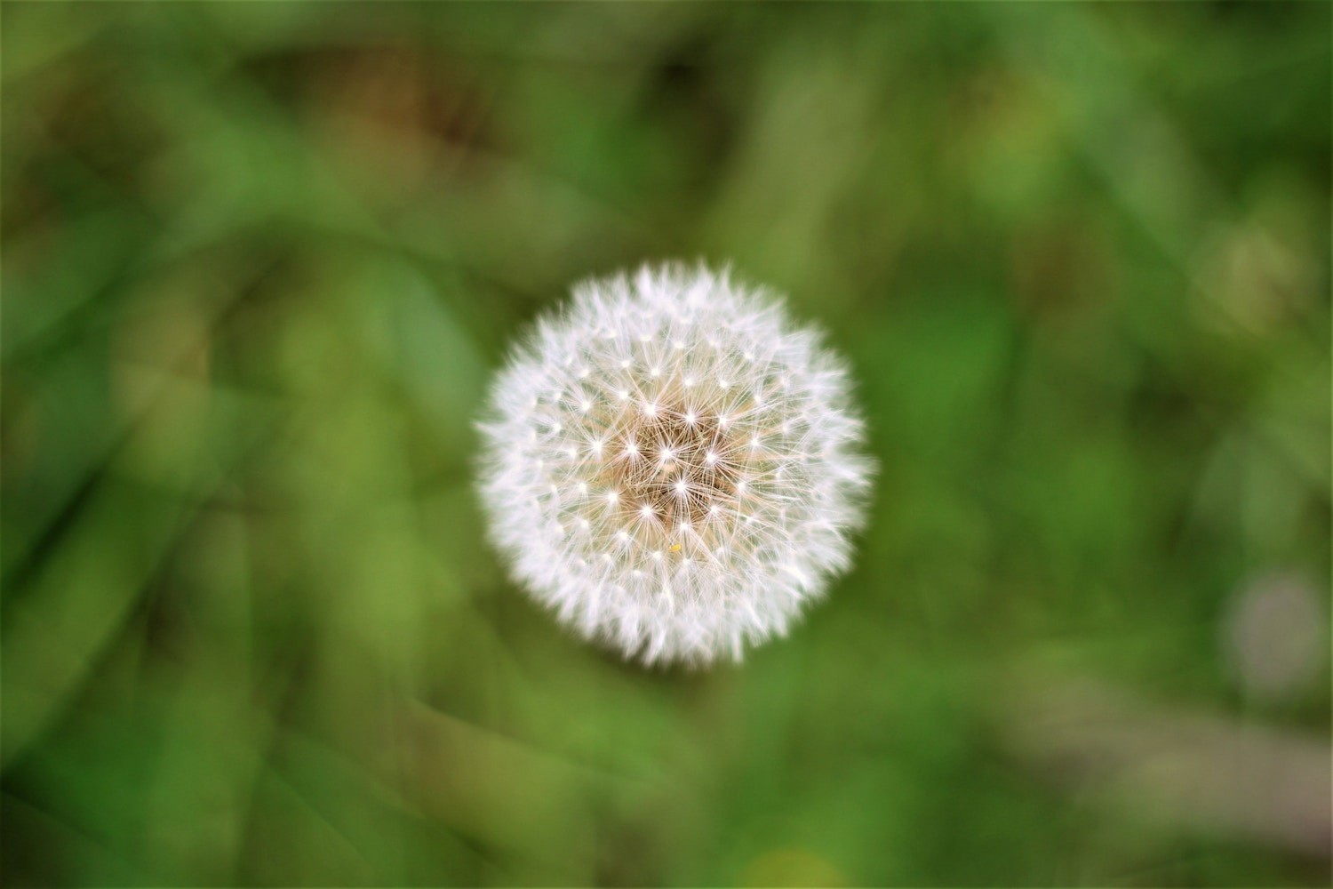 Dandelion in grass