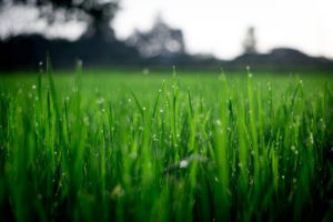 Uncut grass