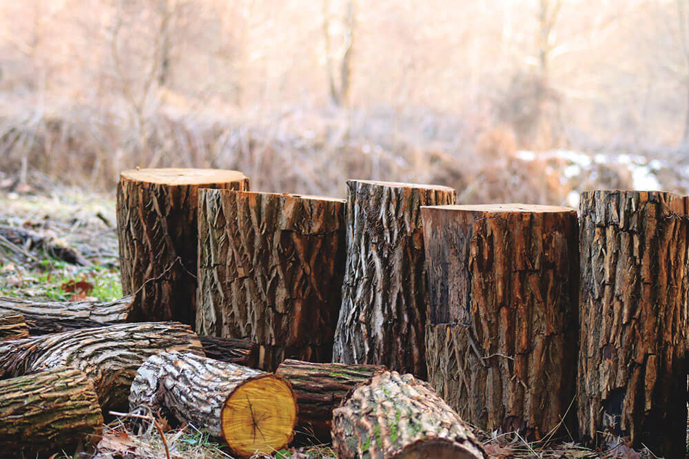 Freshly cut tree lumber