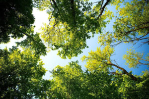 Nashville trees from the ground