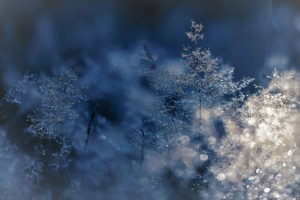 New winter snowflake