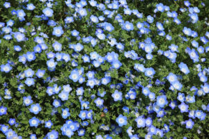 Flowers in a grass lawn